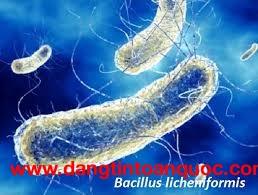 Bifidobacterium longum – Sự Lựa Chọn Tối Ưu Cho Sức Khỏe Đường Ruột