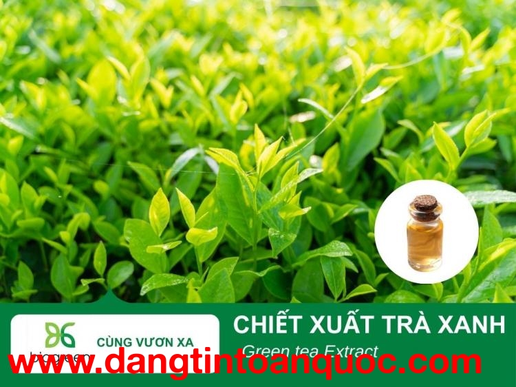 Tác dụng làm đẹp của chiết xuất Trà xanh