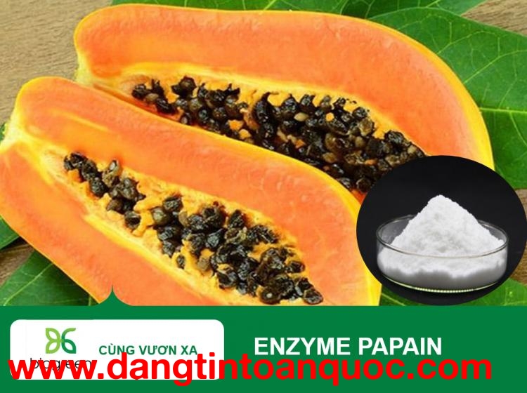 Mua bán Enzyme papain từ đu đủ thủy phân chế biến thịt, cá