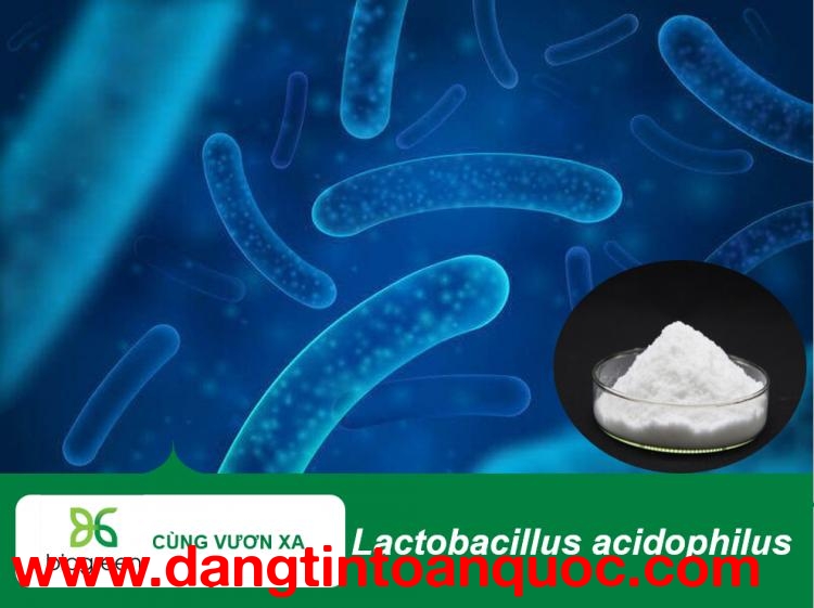 Mua Bán Lactobacillus Acidophilus hỗ trợ tiêu hóa, xử lý môi trường