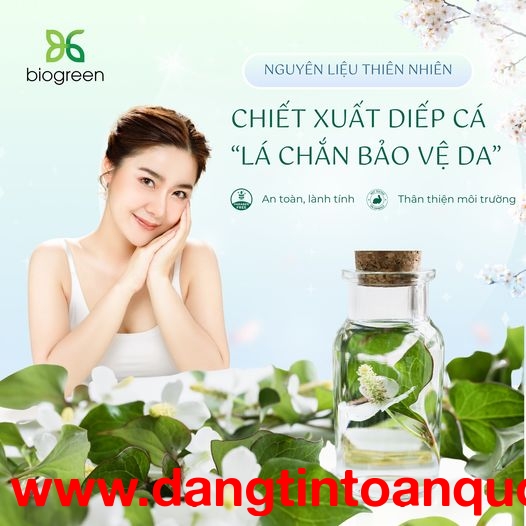 Chiết xuất Diếp cá nguyên liệu mỹ phẩm lá chắn bảo vệ làn da