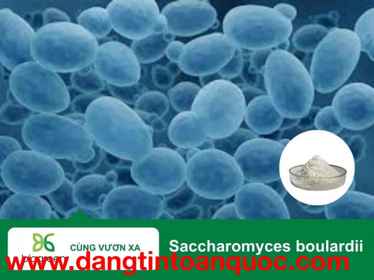 Saccharomyces boulardii hỗ trợ giảm tiêu chảy do dùng kháng sinh