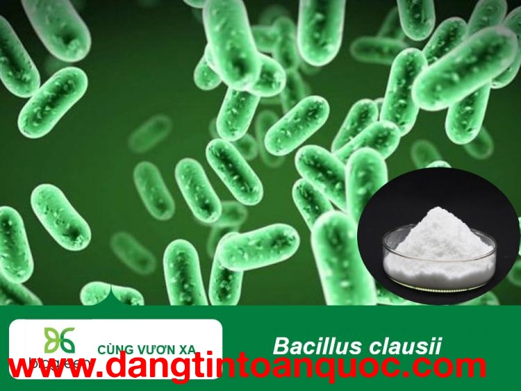 Bacillus clausii tăng đề kháng và hỗ trợ tiêu hóa