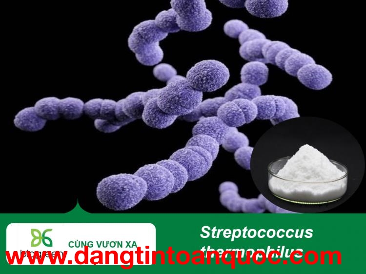 Streptococcus thermophilus Hỗ trợ tiêu hóa, cân bằng hệ vi sinh đường ruột