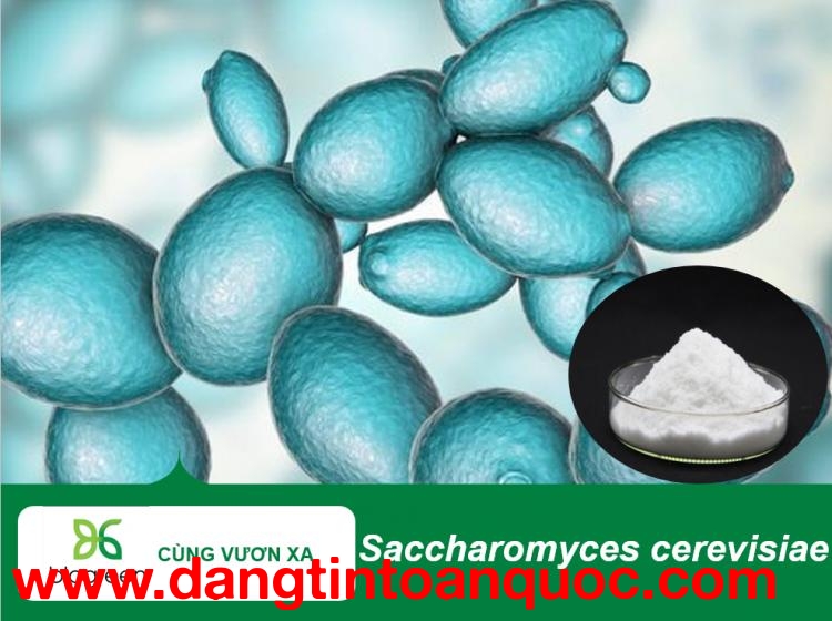 Saccharomyces cerevisiae tăng cường miễn dịch, hỗ trợ tiêu hóa