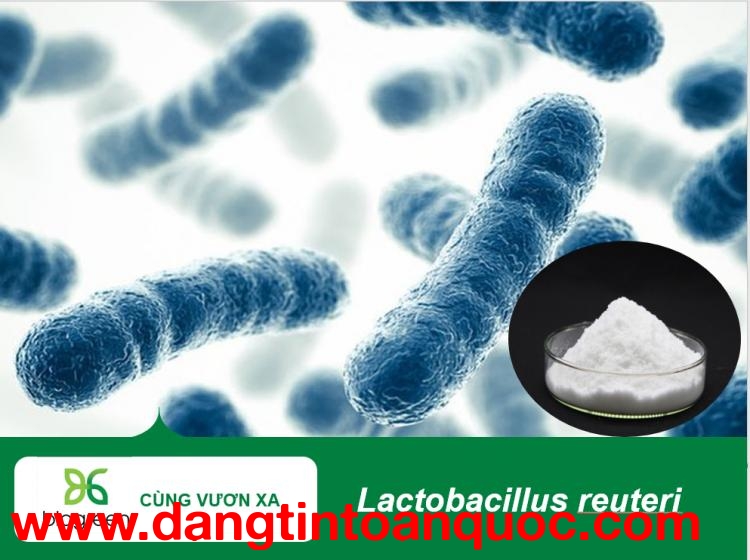 Lactobacillus reuteri cải thiện tình trạng viêm lợi và viêm nhiễm miệng