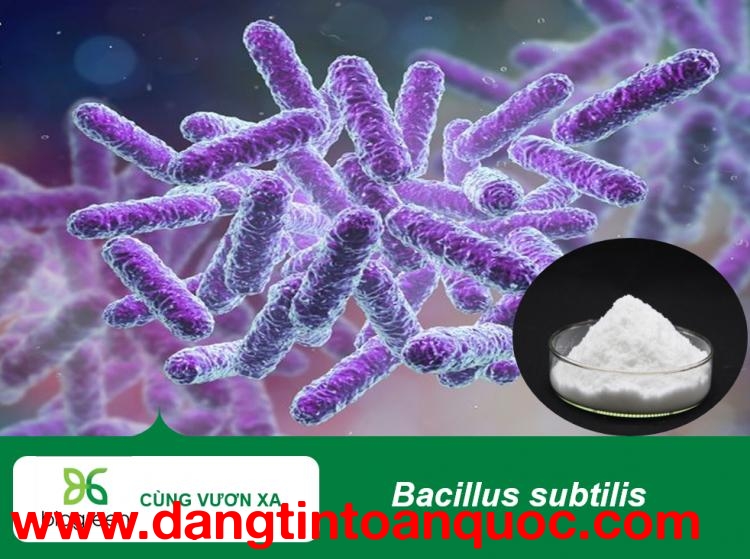 Bacillus subtilis trong nuôi trồng thủy sản