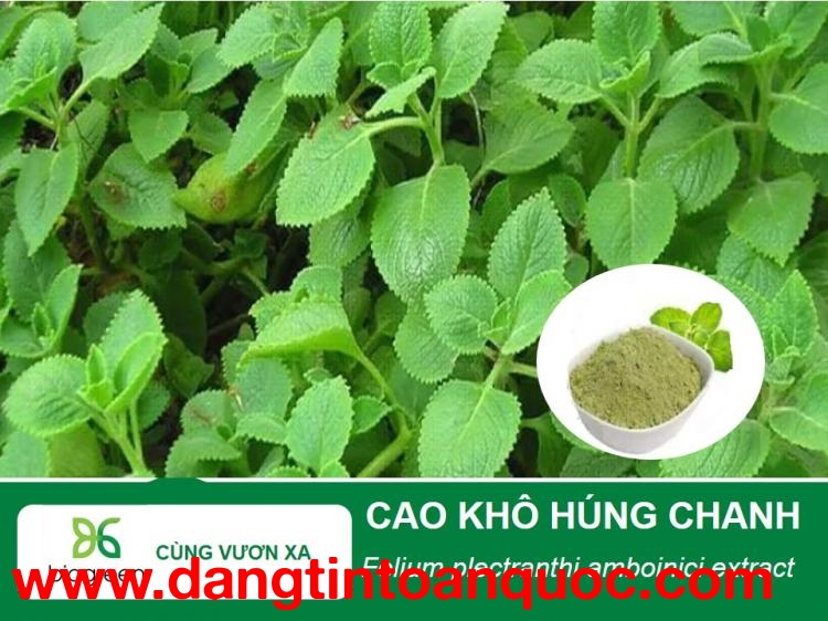 Bột chiết xuất húng chanh trị cảm lạnh, ho sốt