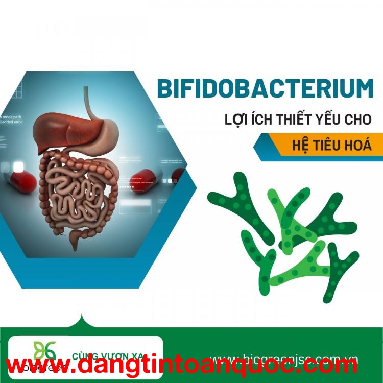 Nguyên liệu Bifidobacterium - Lợi khuẩn thiết yếu cho hệ tiêu hoá của trẻ