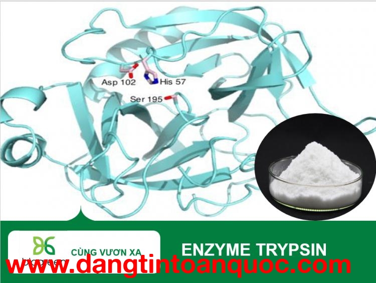 Mua Bán enzyme Trypsin tan hoàn toàn hỗ trợ tiêu hóa