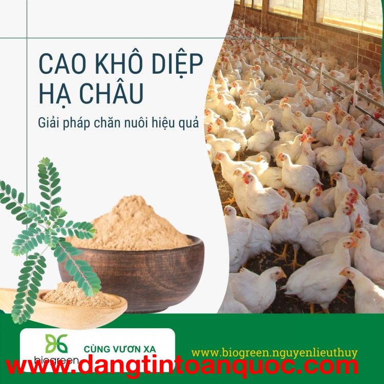 Cao khô diệp hạ châu giải độc gan, cải thiện chức năng tiêu hóa