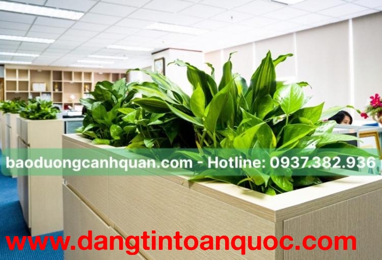 Cây trồng công trình, cây văn phòng giá rẻ ở HCM, Đồng Nai