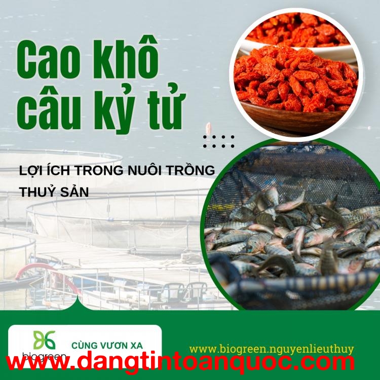 Lợi ích Cao khô câu kỷ tử trong nuôi trồng thủy sản