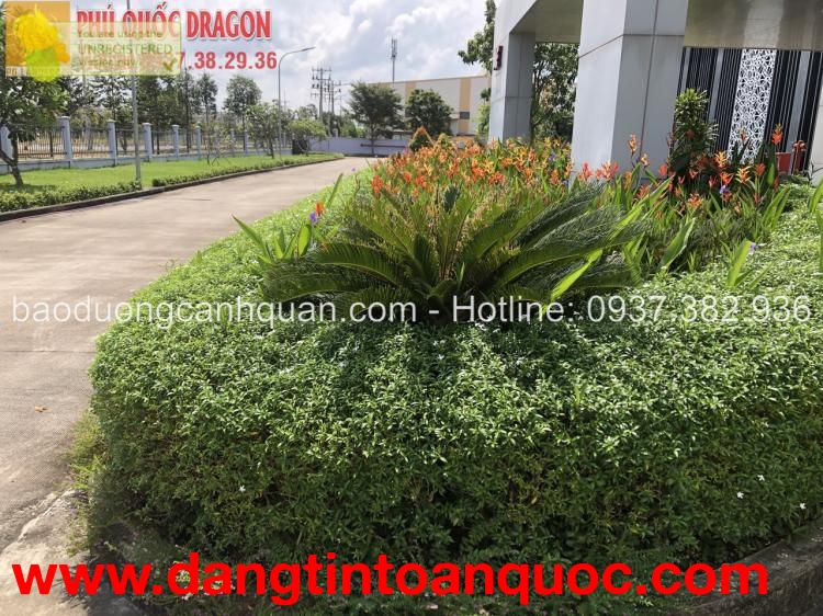 Dịch vụ cây xanh, chăm sóc bảo dưỡng cảnh quan ở Đồng Nai