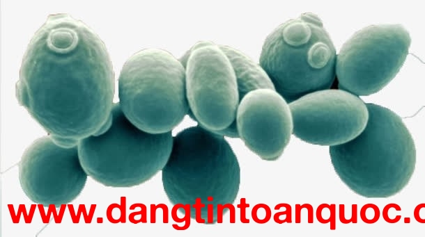 Nguyên Liệu Saccharomyces Boulardii Dạng Bột - Giải Pháp Hàng Đầu Cho Probiotic