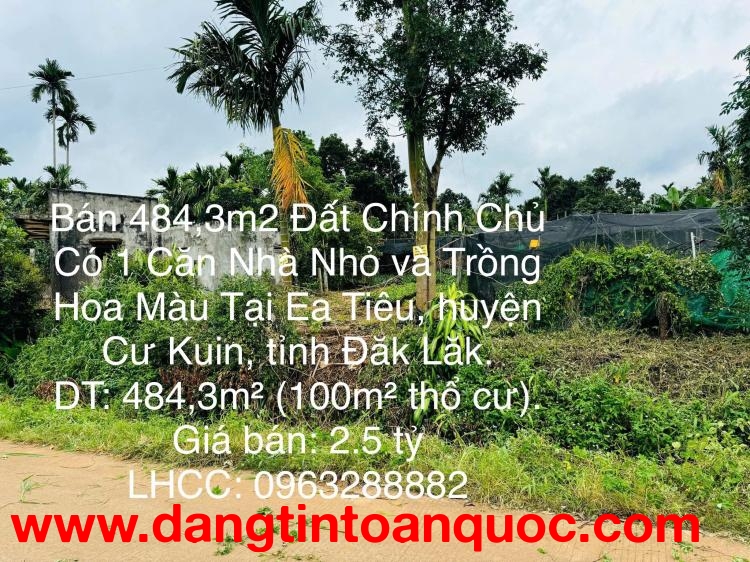 Bán 484,3m2 Đất Chính Chủ Có 1 Căn Nhà Nhỏ và Trồng Hoa Màu Tại Ea Tiêu, huyện Cư Kuin, Đăk Lăk.