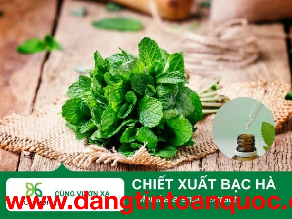 Chiết Xuất Bạc Hà Cho Mỹ Phẩm – Làm Sạch, Làm Dịu Da Tự Nhiên