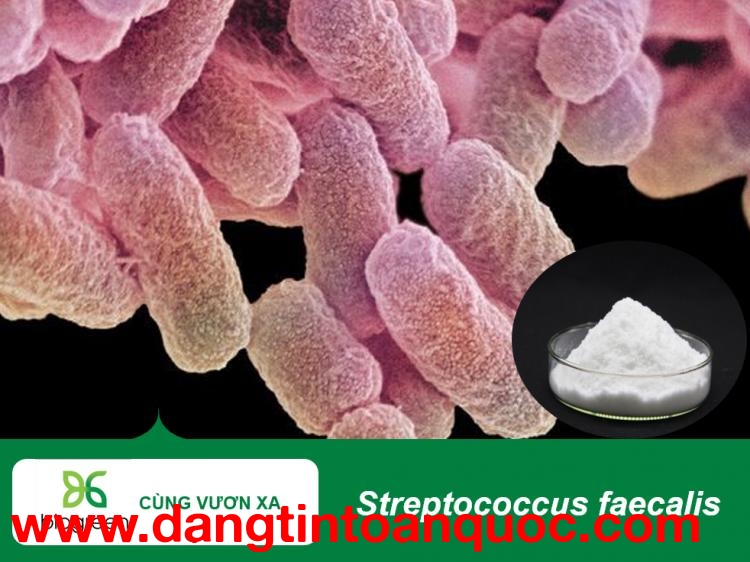 Cung Cấp Streptococcus faecalis – Nguyên Liệu Probiotic Chất Lượng Cao