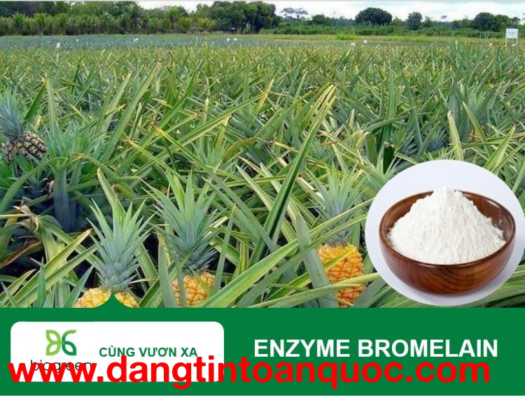 Bán Enzyme Bromelain Tinh Khiết – Nguyên Liệu Chất Lượng Cao