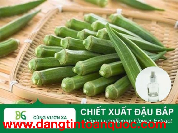 Chiết xuất đậu bắp Biogreen nguyên liệu cho sản xuất mỹ phẩm