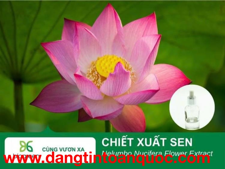 Chiết xuất hoa sen Biogreen