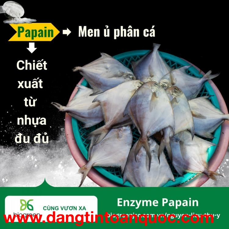 Papain - Men ủ phân cá chiết xuất từ quả đu đủ