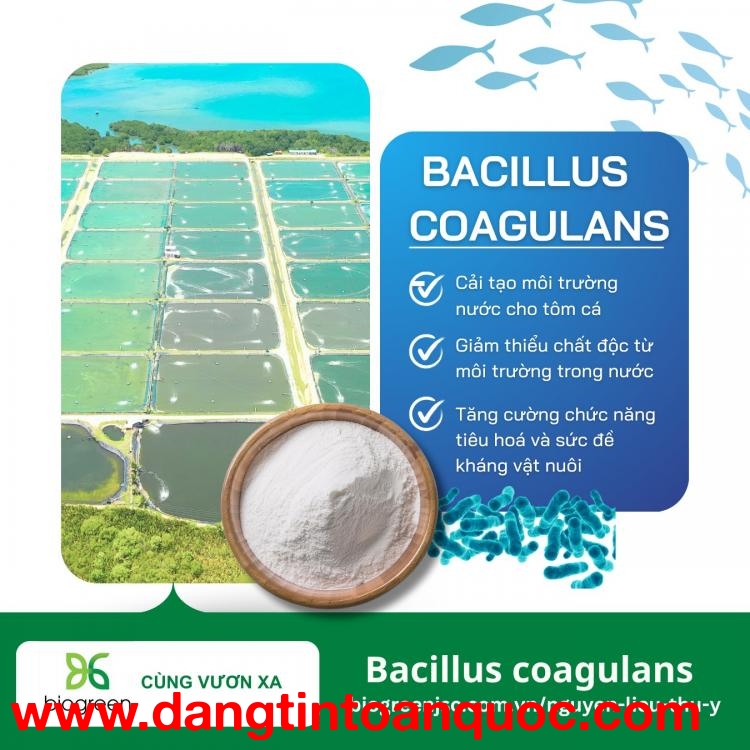 Bacillus coagulans - Cải tạo môi trường sống cho tôm cá