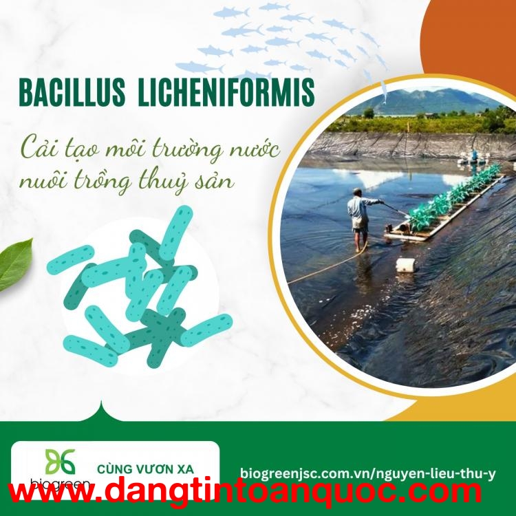 Bacillus licheniformis - Cải tạo môi trường nuôi trồng thuỷ sản