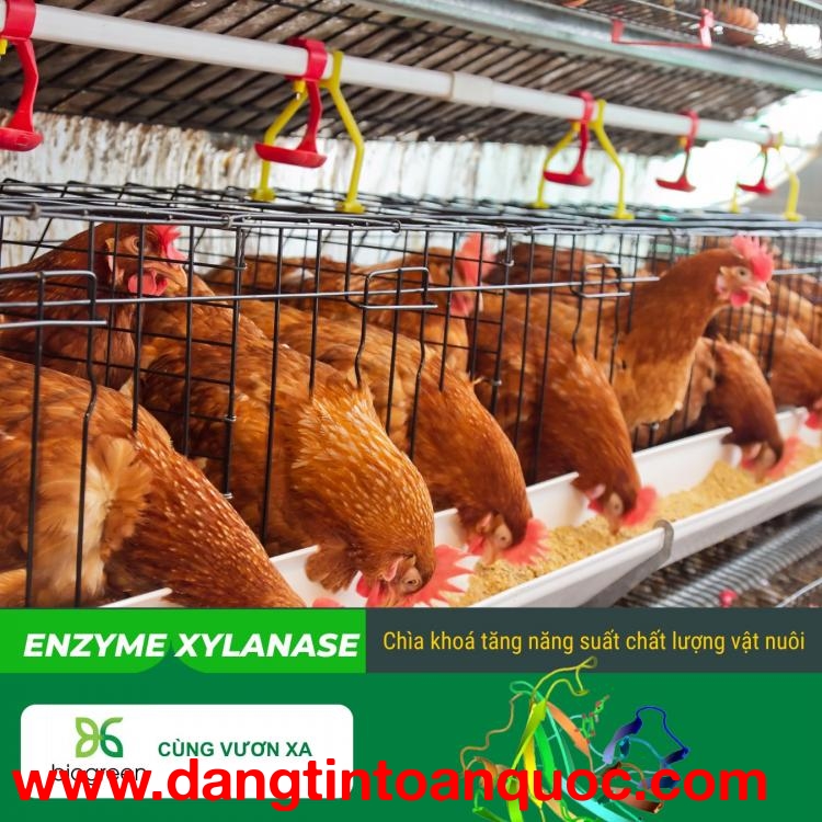 Mua Bán Enzyme Xylanase tăng cường hệ tiêu hóa cho vật nuôi