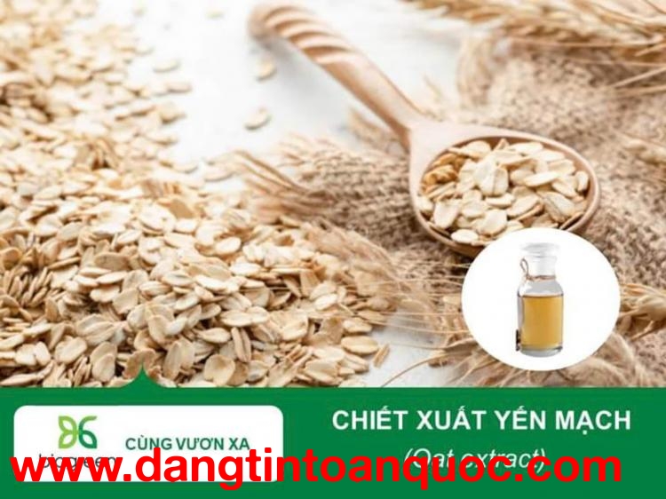 Chiết xuất yến mạch Biogreen