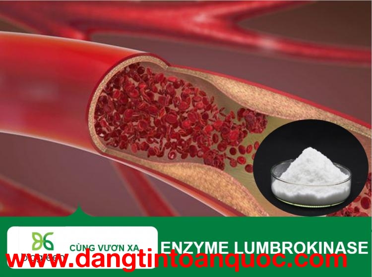 Bán Nguyên Liệu Enzyme Lumbrokinase - Giải Pháp Hỗ Trợ Sức Khỏe Tim Mạch Hiệu Quả