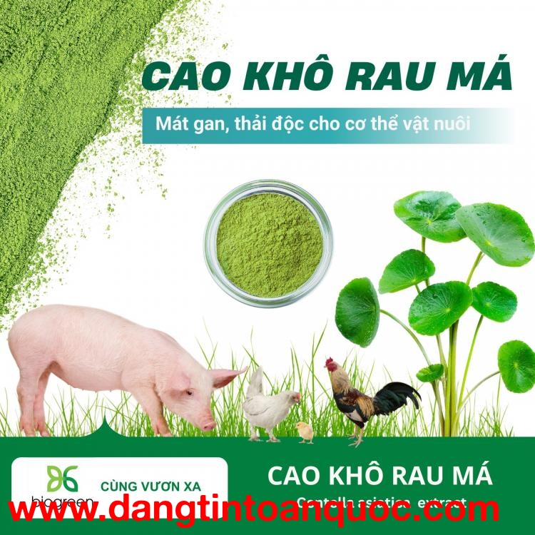 Cao khô rau má - Làm mát gan, thải độc cho cơ thể vật nuôi