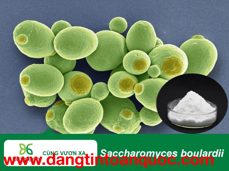 Bán Men Vi Sinh Saccharomyces Boulardii - Giải Pháp Tăng Cường Sức Khỏe Đường Ruột Cho Thủy Sản