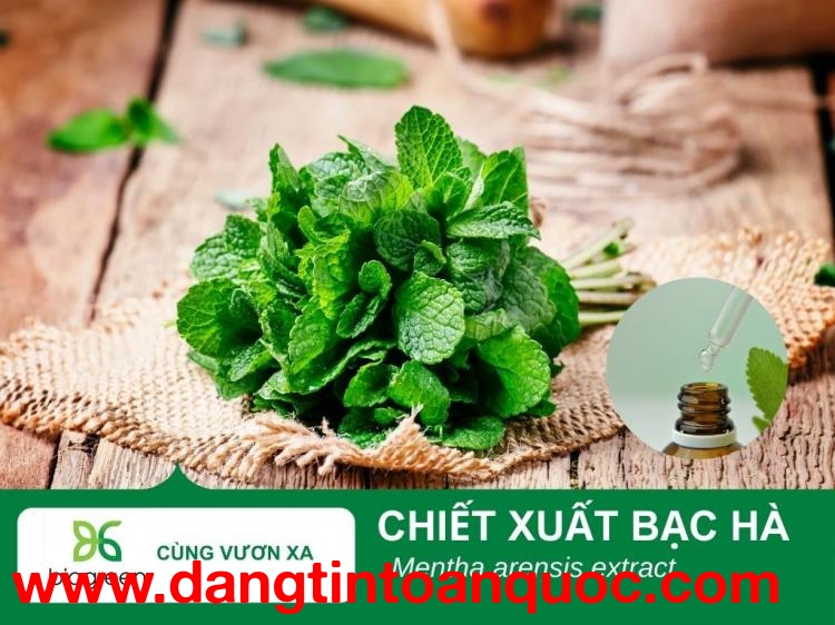 Chiết Xuất Bạc Hà - Giải Pháp Làm Dịu và Làm Mát Cho Các Sản Phẩm Mỹ Phẩm