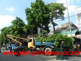 Dịch vụ Chặt cây xanh, đốn hạ cây xanh đường phố ở HCM, Đồng Nai