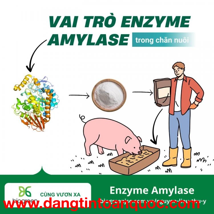 Vai trò của Enzyme Amylase trong chăn nuôi thú y