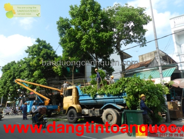 Dịch vụ cắt tỉa cây xanh, bứng cây ở Đồng Nai,…