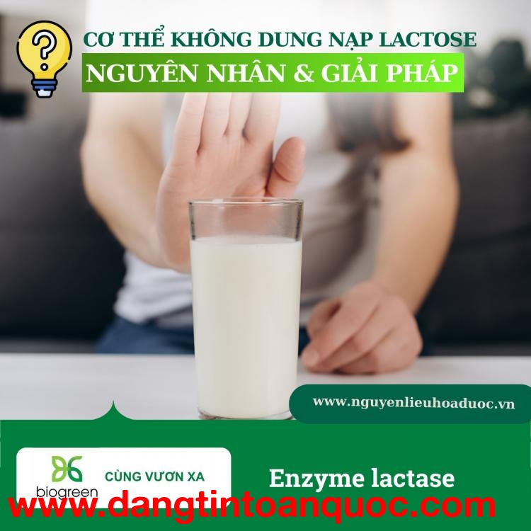 Cung Cấp Enzyme Lactase Chất Lượng Cao Giúp Tiêu Hóa Lactose Hiệu Quả