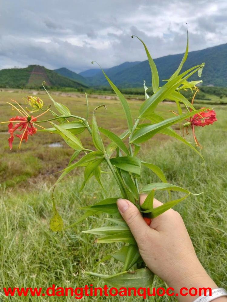 Đất Đẹp - Giá Tốt - Chính Chủ Cần Bán Lô Đất Vị Trí Đẹp Tại Xã  Ninh Hưng - Ninh Hòa, Khánh Hòa