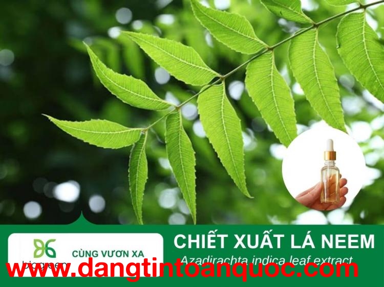 Chiết xuất lá Neem nguyên liệu mỹ phẩm từ loại xoan Ấn Độ