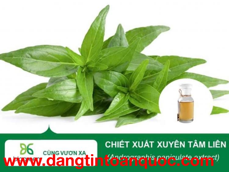 Nguyên liệu chiết xuất xuyên tâm liên Biogreen cho sản xuất mỹ phẩm