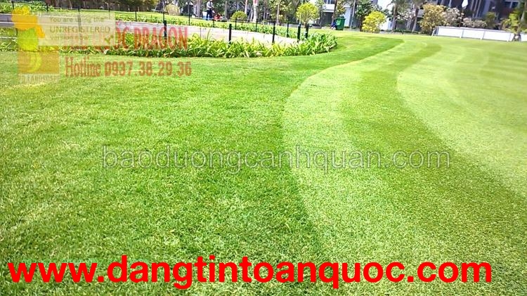 Bán C.ỏ nhung Nhật, c.ỏ gừng thái ở Đồng Nai, HCM giá rẻ nhất