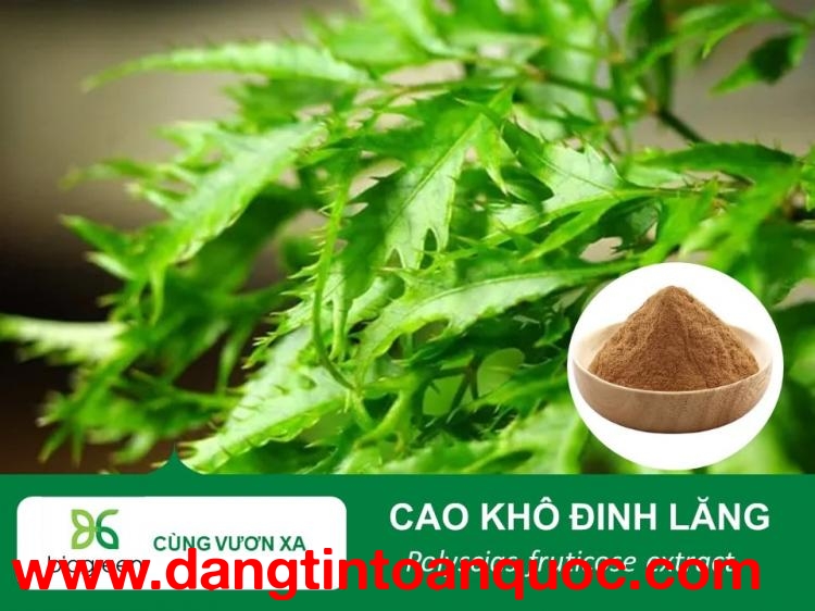 Bán Nguyên Liệu Cao Khô Đinh Lăng Chất Lượng Cao, Giá Cạnh Tranh