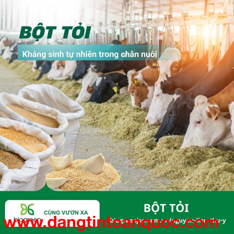 Bột tỏi - Kháng sinh tự nhiên trong chăn nuôi