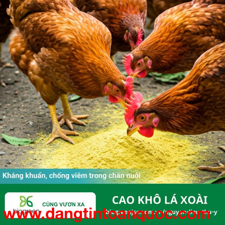 Cao khô lá xoài - Kháng khuẩn, chống viêm hiệu quả trong chăn nuôi