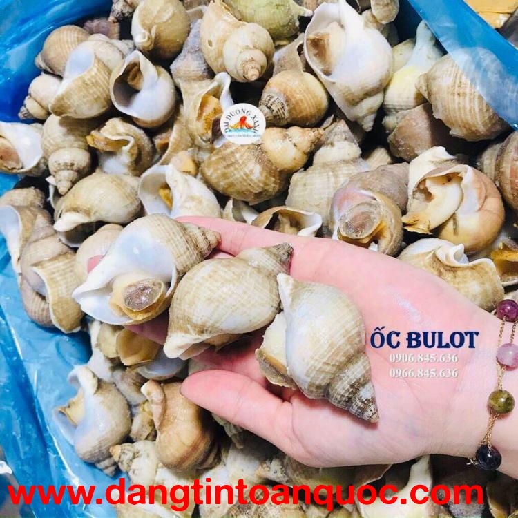 ốc bulot Pháp là gì?