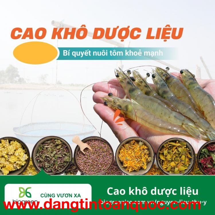 Biogreen cung cấp các cao dược liệu giải pháp giúp tôm khỏe gan, lợi ruột