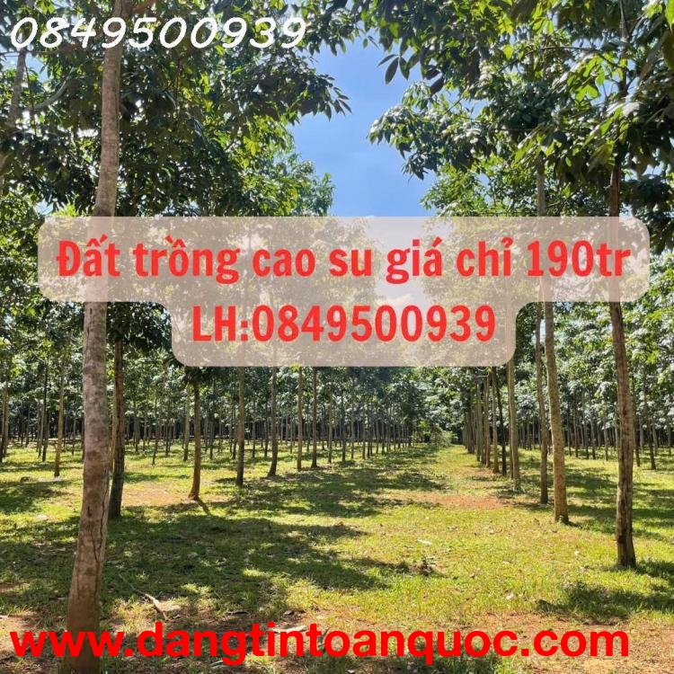 Chính chủ cần tiền trả nợ ngân hàng nên muốn nhượng lại lô đất trồng cao su 5 năm tuổi