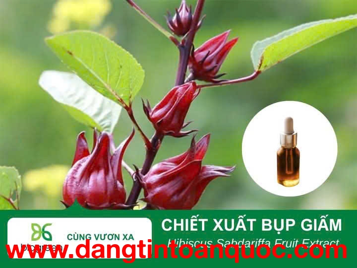 Nguyên liệu mỹ phẩm chiết xuất bụp giấm Biogreen