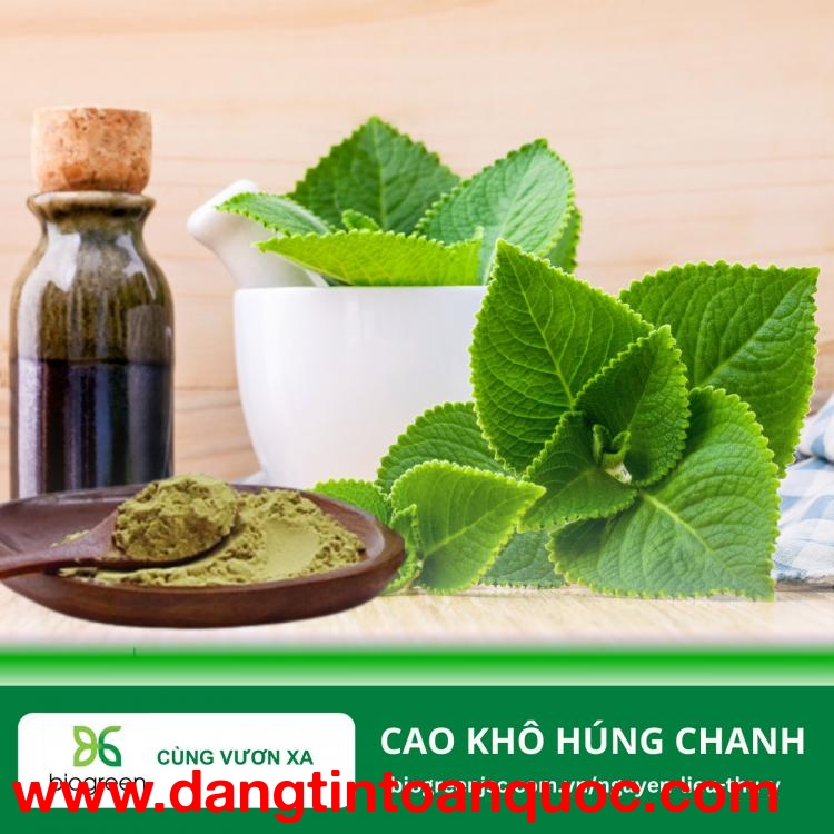 Cao khô húng chanh - Bảo vệ sức khoẻ hô hấp vật nuôi